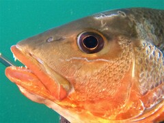 Colorado Snapper photo 3