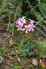 Pelargonium chelidonium