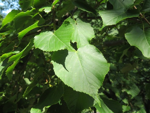 Japanese lime (Tilia japonica)