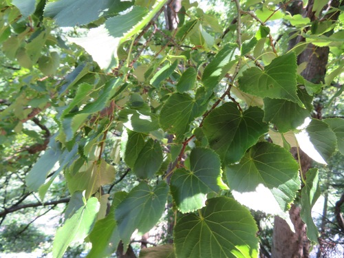 Tilia japonica, photograph 5