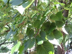 Tilia japonica, photograph Marco Mussita, CC BY, iNaturalist via GBIF