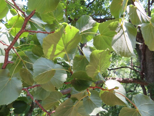 Tilia japonica, photograph 6
