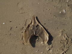 Pseudobatos percellens