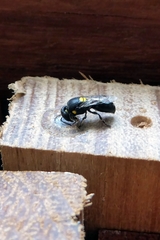 Hylaeus honestus