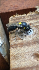 Hylaeus honestus