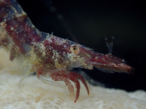 Chamaeleon Prawn, photo 9 of 9
