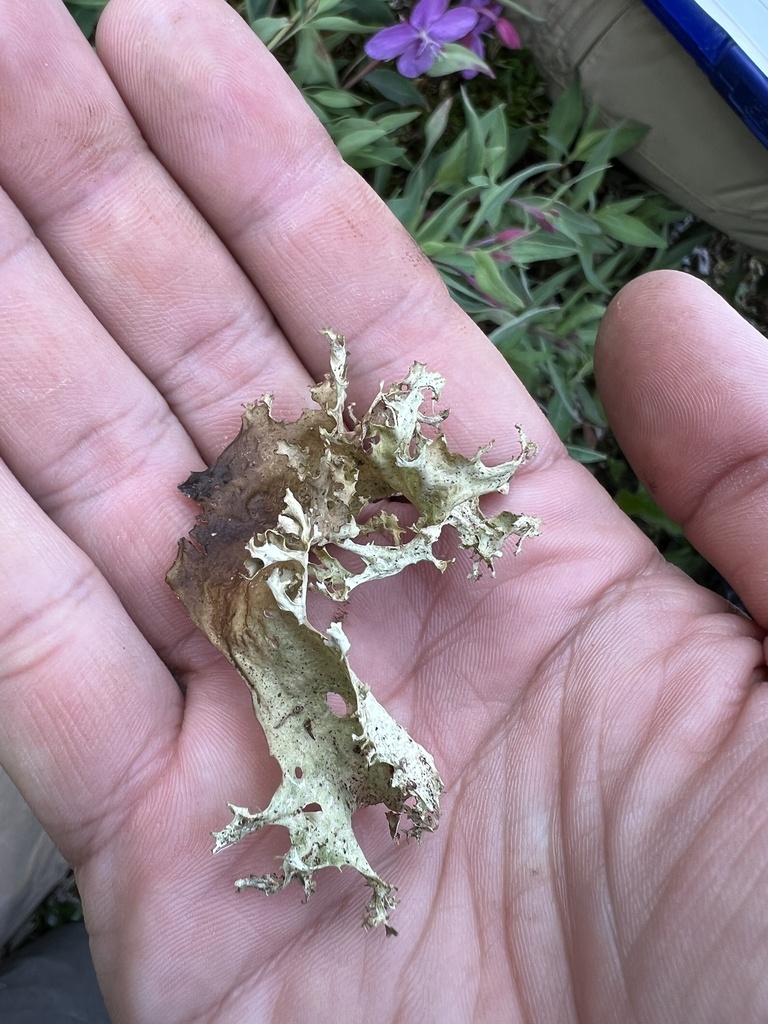 Greater Ruffled Iceland Lichen