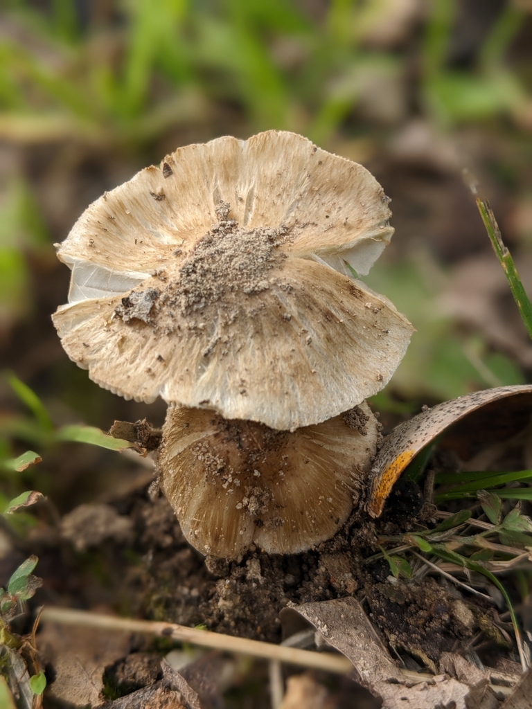 Pseudosperma from Edgar Springs, MO 65462, USA on July 24, 2023 at 1009 AM by Mike Snyder