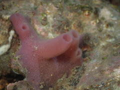 Haliclona xena