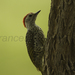 Green-backed Woodpecker - Photo (c) Francesco Veronesi, some rights reserved (CC BY-NC-SA)