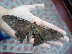 Ascalapha odorata