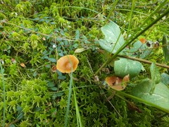 Galerina hybrida