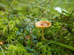 Galerina hybrida