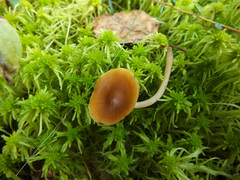 Galerina hybrida