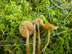 Galerina hybrida