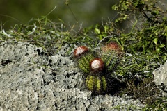 Melocactus harlowii