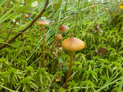 Galerina hybrida