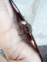 Ascalapha odorata