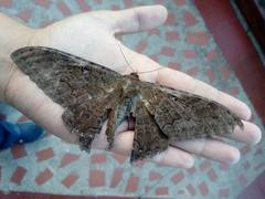 Ascalapha odorata