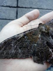 Ascalapha odorata
