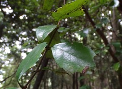 Lomatia dentata