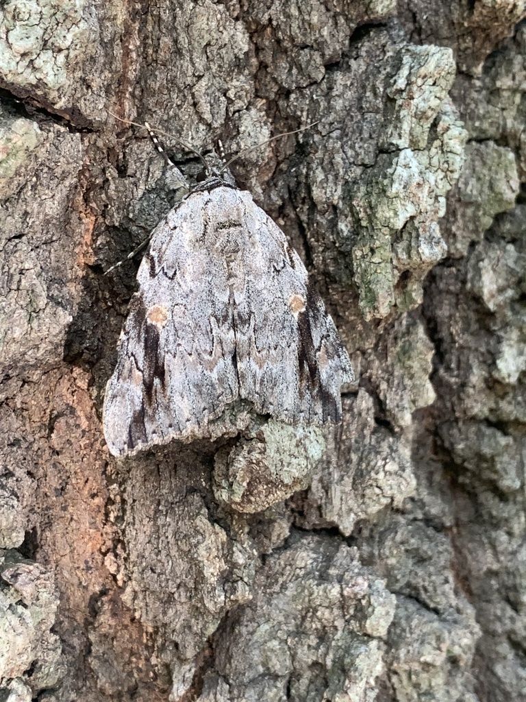 Sad Underwing from Getzendaner Memorial Park, Waxahachie, TX, US on ...