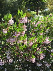 Arctostaphylos
