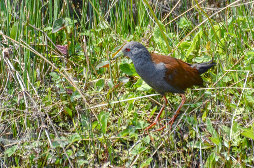 Black-tailed Crake (Zapornia bicolor), photo 8