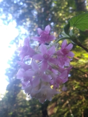 Ribes sanguineum glutinosum