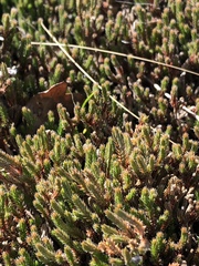 Selaginella corallina