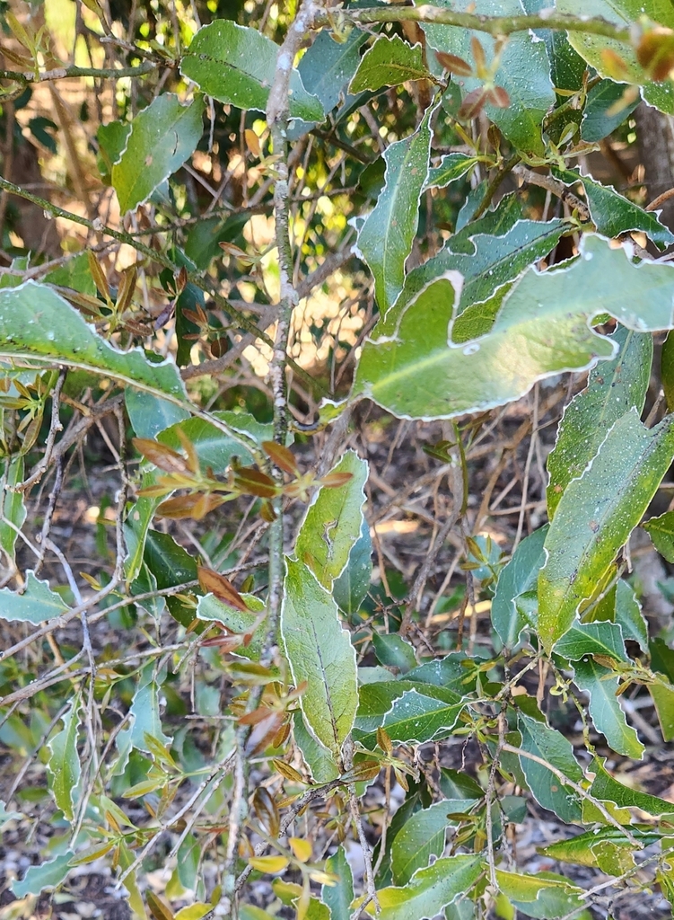 Brush Caper Berry from Kholo QLD 4306, Australia on July 29, 2023 at 11