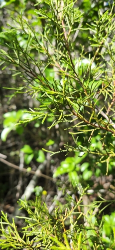 Variety Juniperus gracilior ekmanii · iNaturalist