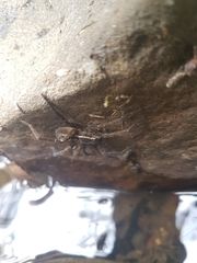 Dolomedes instabilis