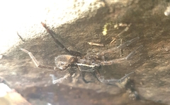 Dolomedes instabilis