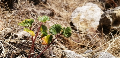 Ribes brachybotrys (Ribes brachybotrys)