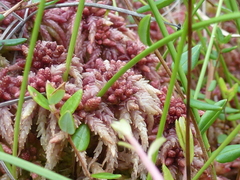 Sphagnum magellanicum