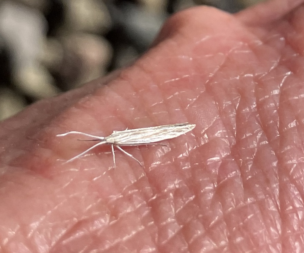 Plutella from Penn Ave. Apalachin NY on July 28, 2023 at 10:55 PM by ...