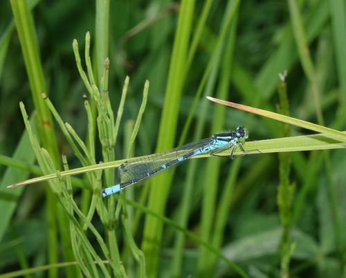Crescent Bluet