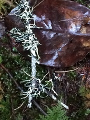 Hypogymnia duplicata