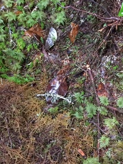 Hypogymnia duplicata