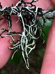 Hypogymnia duplicata