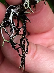 Hypogymnia duplicata