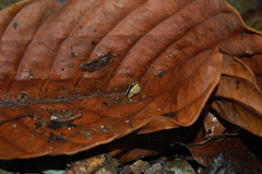 Epipedobates machalilla