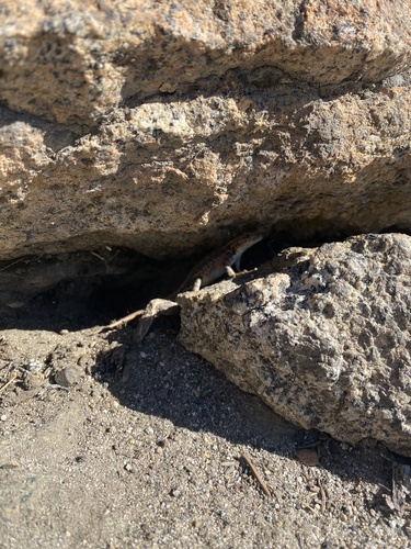 iNaturalist observation photo of Common Sagebrush Lizard