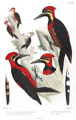 Crimson-Bellied Woodpecker photo 5