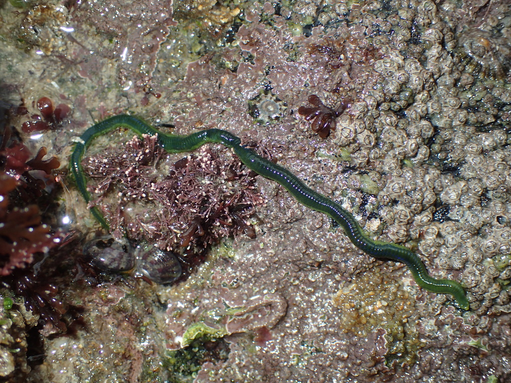Emerald green paddle worm