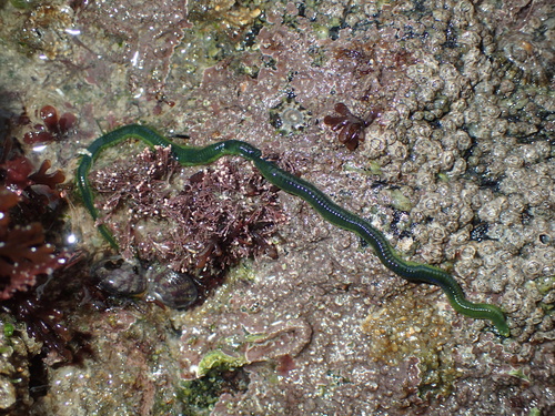 Emerald green paddle worm