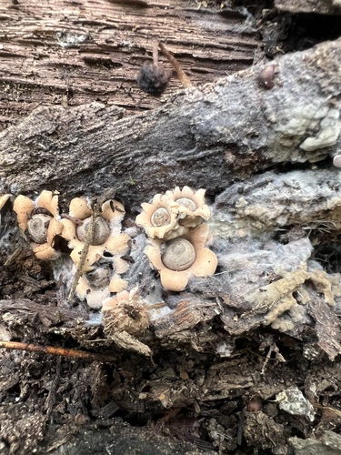 Myceliostroma