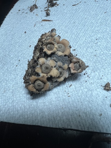 Myceliostroma (Photo 2 of 6)