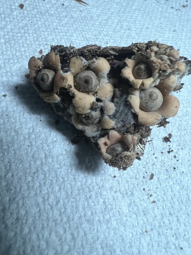 Myceliostroma (Photo 3 of 6)